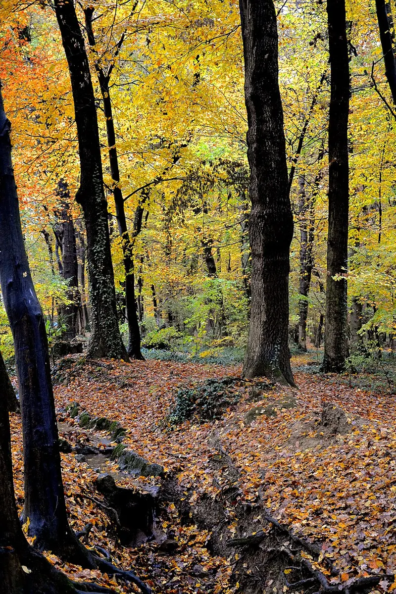 Photo of Parc animalier du Bois de la Bâtie